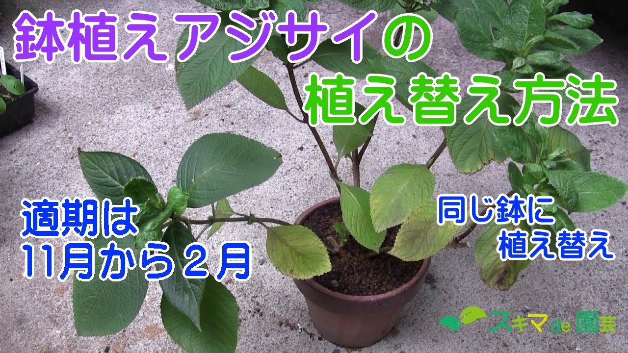 花木 鉢植えアジサイの植え替え方法 同じ鉢編 スキマde園芸 Youtube