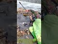 Incredible Net Fishing Skills: Catching Fish and Shrimp in a River