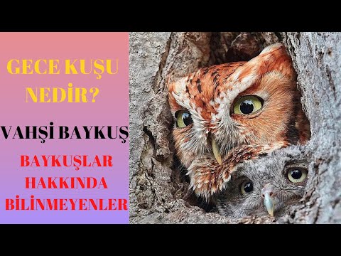 Video: Baykuşlar Ve Tarlakuşları. Karantina Rejiminden Nasıl çıkılmaz?