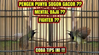 CARA MELATIH SOGON AGAR FIGHTER \u0026 BERMENTAL BAJA ❗