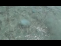 Медузы Средиземного моря.    г.Атлит.Израиль