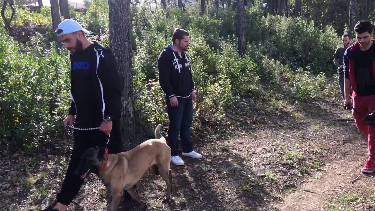 APPRENDRE AU CHIEN A MARCHER EN LAISSE/ERIC TRAMSON/EDUCATEUR CANIN/FRANCE - YouTube