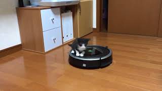 My kitten is really good at riding the Roomba.