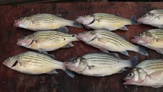 Why Does Nobody EAT This FISH?!?! TASTY Yellow Bass CATCH and COOK!