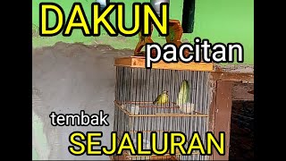 Dakun pacitan AN 