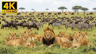 Wild Africa Nature 4K - Majestic Savanna Animals with Soft Piano Melodies for Calm Mind 🦁 screenshot 4