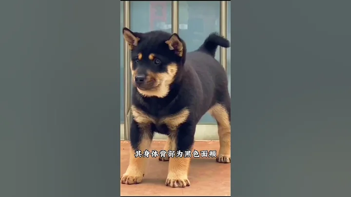中華田園犬四眼鐵包金，中國最古老的犬種之一 - 天天要聞