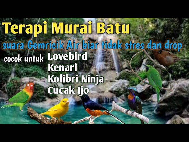 Terapi Murai batu stres drop mental || suara gemricik air untuk terapi class=