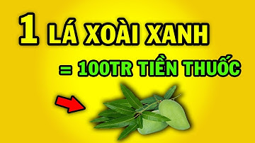 Kỳ lạ cứ lấy LÁ XOÀI nấu nước uống, CHỮA KHỎI 8 BỆNH kết quả BẤT NGỜ khiến triệu người làm theo