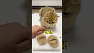 Which fruit shoes do you think are goodlooking for my cat? The confusing behavior of cats with gol