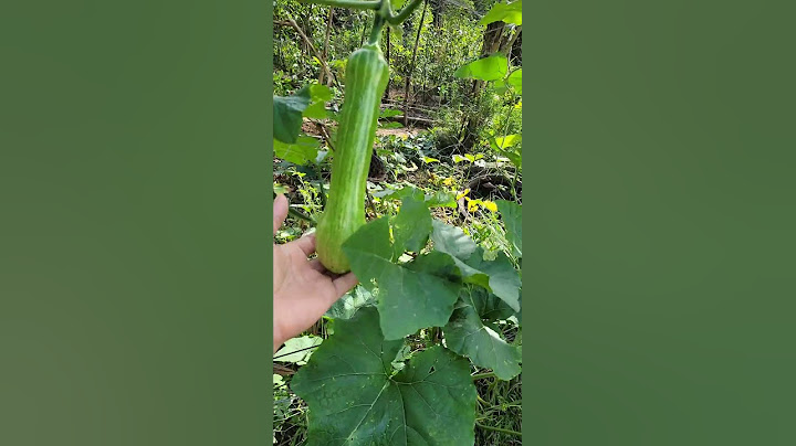 SEE WHAT'S HAPPENING TO MY PUMPKINS! @CanalAprendiz