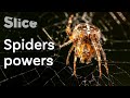 Why is spider silk so strong? | SLICE