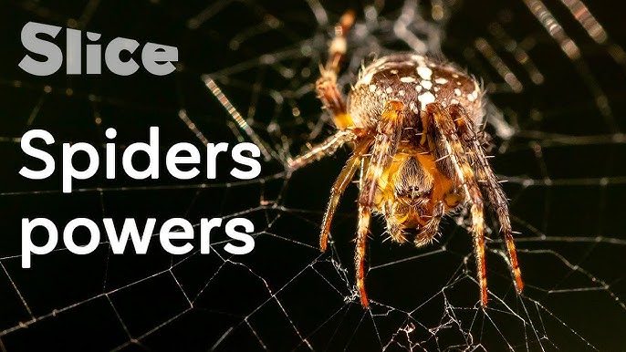 Dragline Spider-Silk: Biomimicry and Properties 