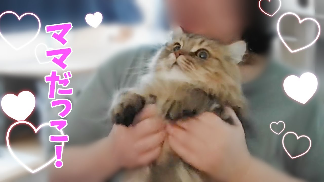 ママ抱っこ！甘えんぼう猫【ミヌエット】 2025/05/25