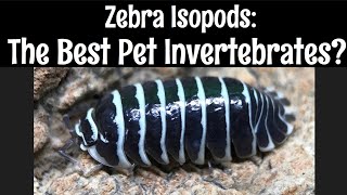 Zebra Isopods: The Best Pet Invertebrates?