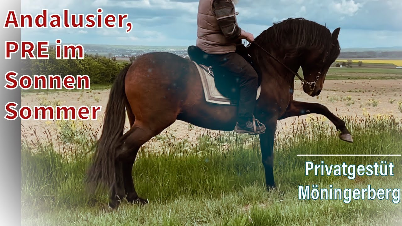 Andalusier, PRE im 🌞Sommer - Privatgestüt Möningerberg