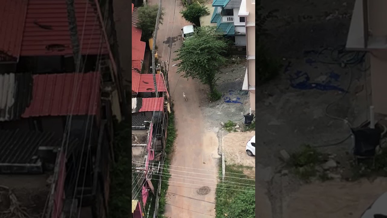 Dog what app video - YouTube