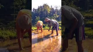 Bali Now 2022. Learning how to plant rice with a local farmer.  #shorts