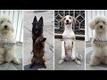 DOG TRAINING COMPILATION