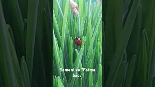 Səməni və uğur böcəyi (Fatma bacı) #ladybug #insect #plants