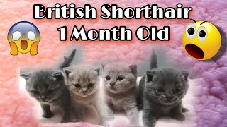 Cute Kittens - British Shorthair 1 Month Old. by Reebonz Cattery TV 2,386 views 1 year ago 5 minutes, 12 seconds