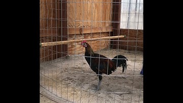 Me nyuam qaib dib xyaum qua