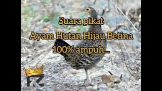 Suara Pikat terbaik Ayam Hutan Hijau Betina panggil jantan... The sound of female jungle fowl 🔥