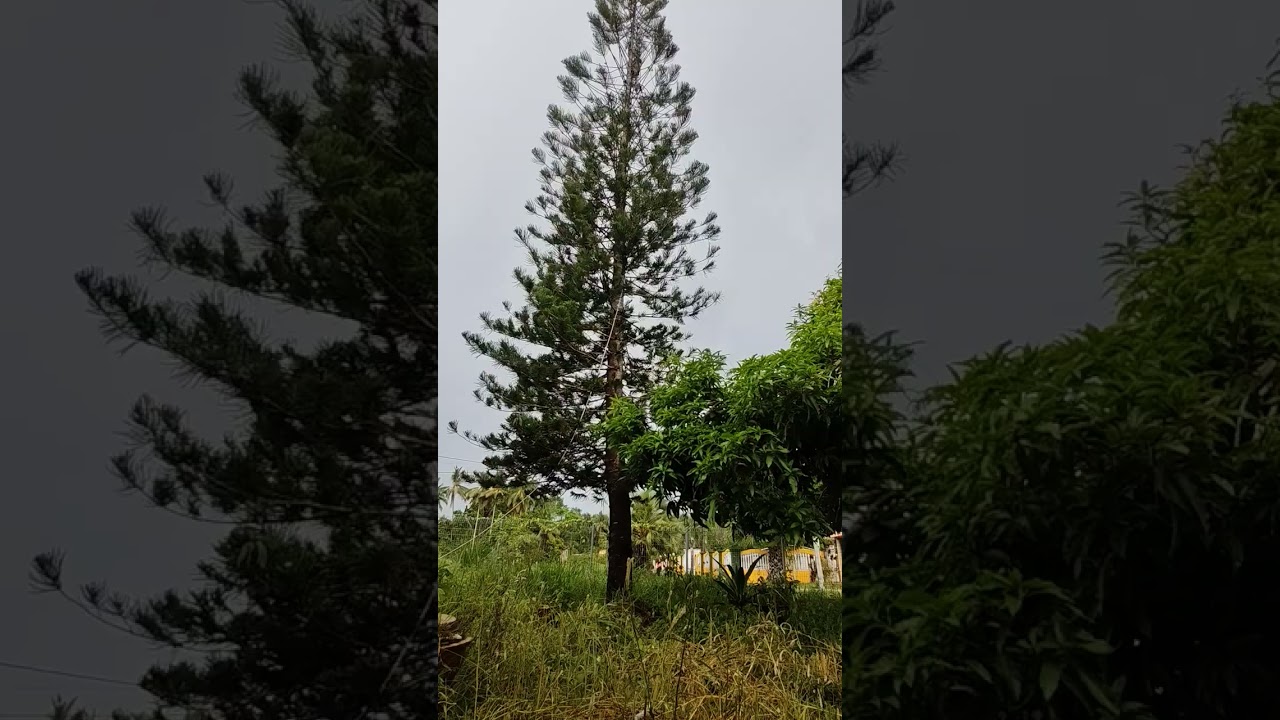Tebang Pokok Spruce (1)
