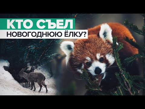 Животные из Московского зоопарка попробовали на вкус новогодние ёлки / #shorts