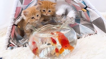 Lenka LyLy - Cá vàng bơi, Nhạc thiếu nhi remix sôi động