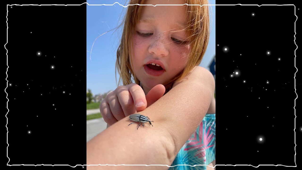 ⁣NEW Pet BUG 🐞  Adley and Niko find a Mystery Beetle! Backyard search for a tiny pet! #Shorts