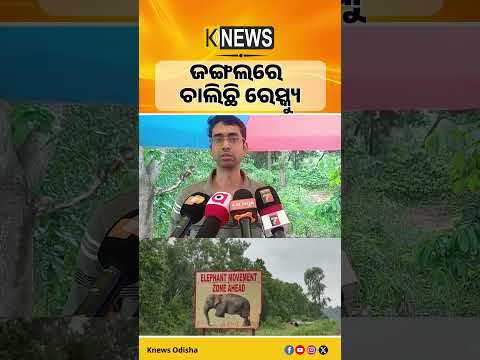 ଜାତୀୟ ରାଜପଥରେ ଦନ୍ତା ହାତୀକୁ ଧକ୍କା, ଗୁରୁତର ଆହତ#knewsodisha