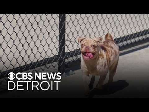 Furry Friday: Meet Hank the dog and Honor the cat