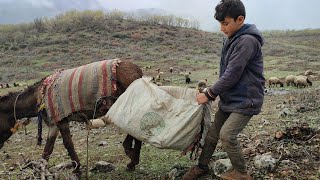 donkeys carry our and the sheep's belongings الحمير تحمل متعلقاتنا وأغنامنا