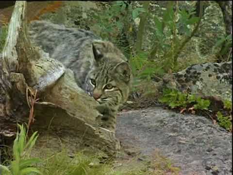 Real Rocky - Upper Beaver Meadows