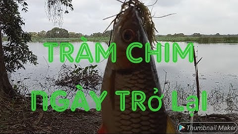 Câu cá Tràm Chim mùa nước nổi. Kéo con cá nhỏ xíu mà muốn rớt tim ra ngoài luôn...