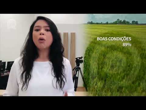 Colheita do milho safrinha atinge 57% no Paraná, aponta Deral | Canal Rural