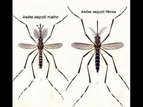Como se prevenir contra o mosquito da dengue (Portal www.porteiradomato.com.br)