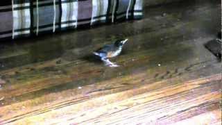 when do baby birds learn to fly 2