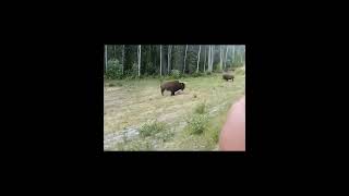 The moment a dog attacks a Bison
