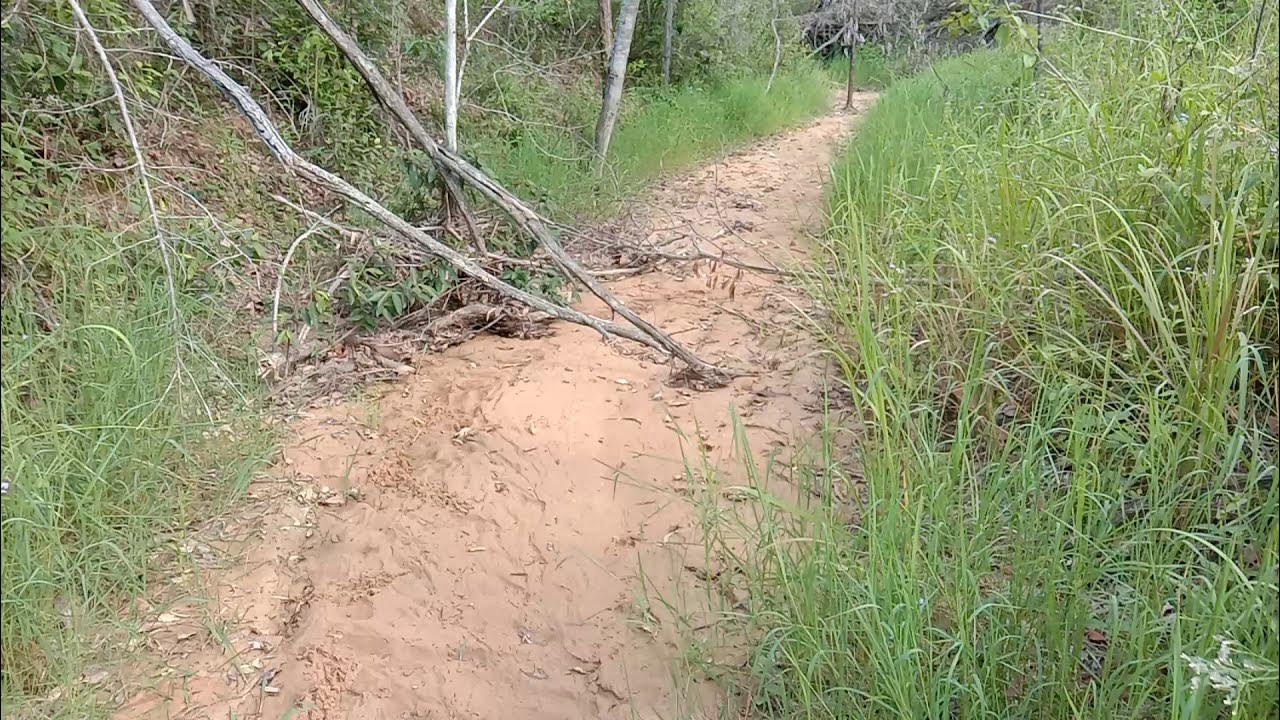 Tree Knock Spot Jimboomba Flagstone Undullah YouTube