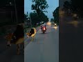 Anjal hai