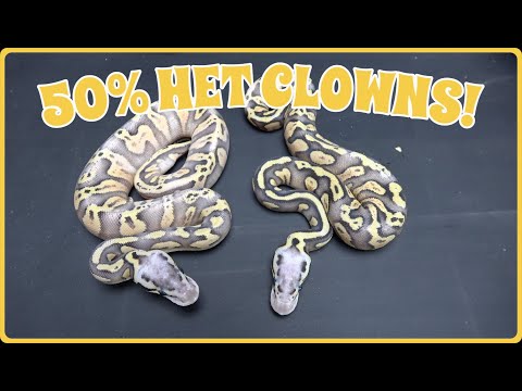 Crazy 50% Het Clown Ball Python Clutch Update!! Hope They