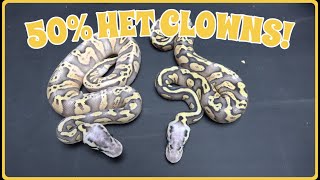 Crazy 50% Het Clown Ball Python Clutch Update!! Hope They Prove Out!