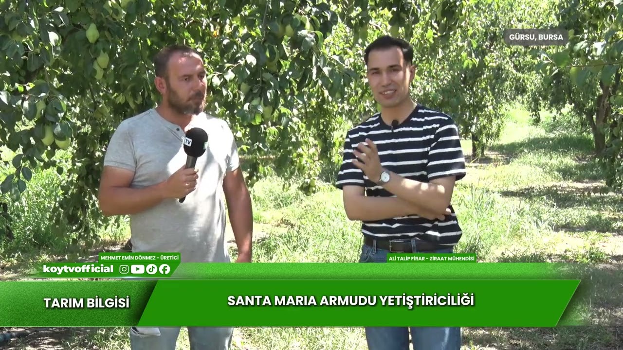 SANTA MARİA ARMUDU YETİŞTİRİCİLİĞİ | TARIM BİLGİSİ