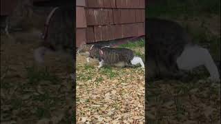 Auf samtenen Sohlen 🐾