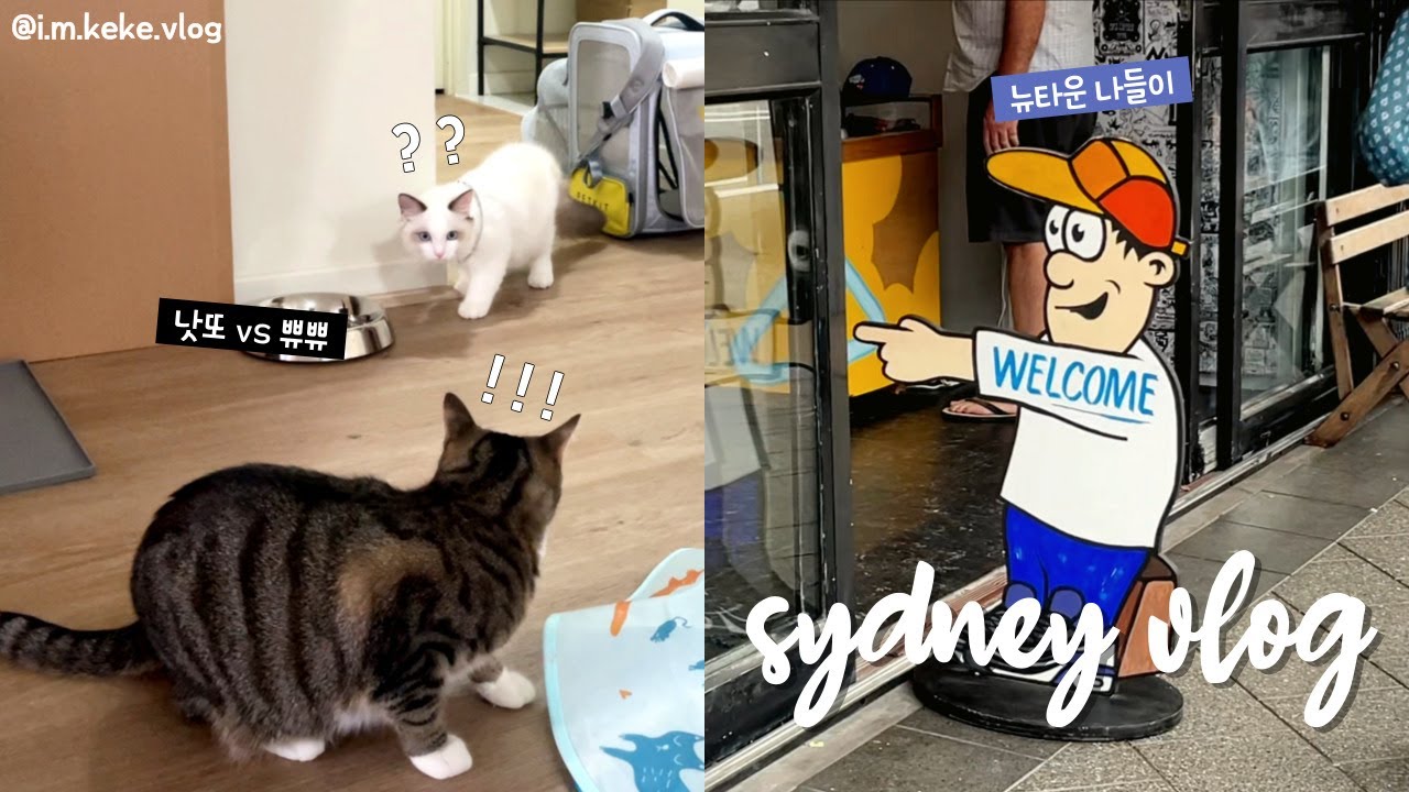 VLOG🇦🇺 Walk around Newtown📷 Korean Soup in Strathfield🍲🍶 My Kitten meets a New Friend😻 in