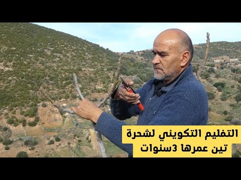 التقليم التكويني لتشكيل هيكل شجرة التين تقليم التربية لشجرة تين صغيرة لم تثمر بعد
