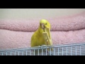 セキセイインコ リアルレオくん詰め合わせ