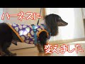 【17歳と14歳老犬カニンヘンダックスVlog】シドは首輪からハーネスに変更しました。ハキハナというブランドのハーネスです。とても良い装着感です。